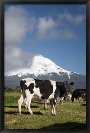 Framed Dairy Cows, Farm animals, Taranaki, New Zealand Print