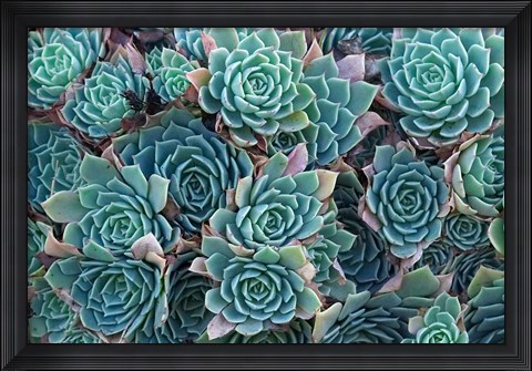 Framed Echeveria Elegans Succulents, New Zealand Print