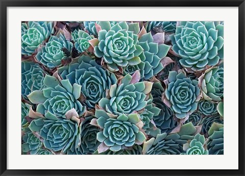Framed Echeveria Elegans Succulents, New Zealand Print