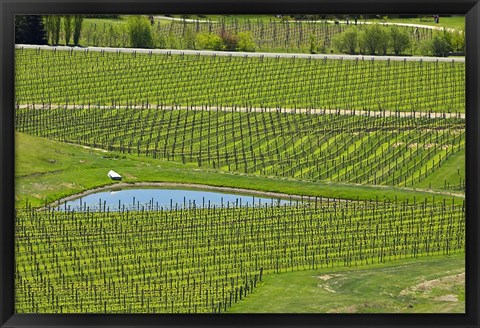 Framed Felton Road Vineyard, South Island, New Zealand Print