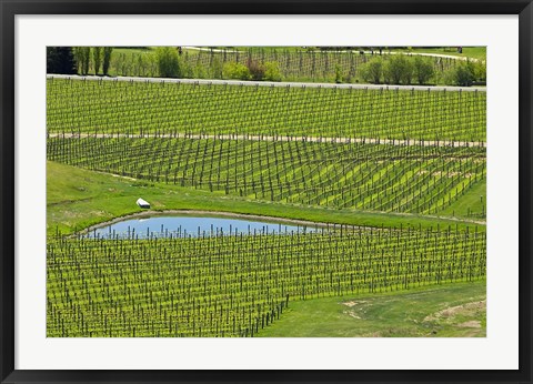 Framed Felton Road Vineyard, South Island, New Zealand Print
