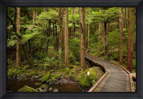 Framed Footbridge over Waikoromiko Stream and forest, North Island, New Zealand Print