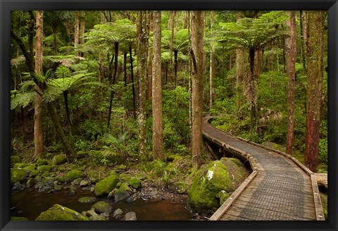 Framed Footbridge over Waikoromiko Stream and forest, North Island, New Zealand Print