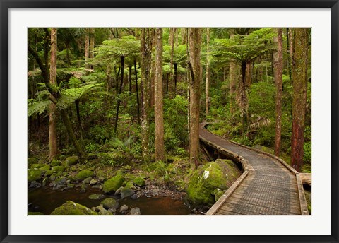 Framed Footbridge over Waikoromiko Stream and forest, North Island, New Zealand Print