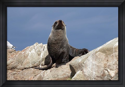 Framed Fur Seal, Kaikoura Coast, South Island, New Zealand Print