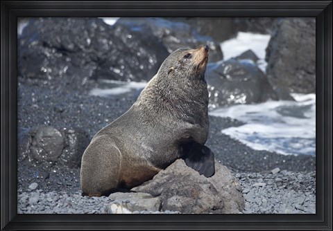 Framed Fur Seal, Ngawi, Wairarapa, North Island, New Zealand Print