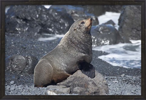 Framed Fur Seal, Ngawi, Wairarapa, North Island, New Zealand Print
