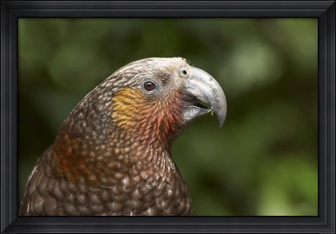 Framed Kaka, Tropical Bird, Karori Sanctuary, New Zealand Print