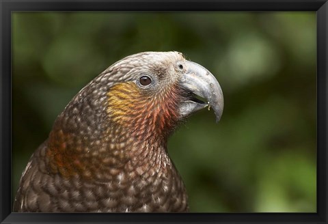 Framed Kaka, Tropical Bird, Karori Sanctuary, New Zealand Print