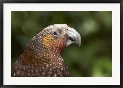 Framed Kaka, Tropical Bird, Karori Sanctuary, New Zealand Print