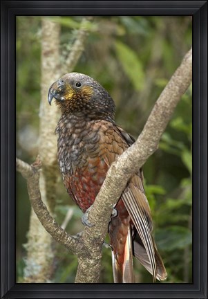 Framed Kaka, Tropical Bird, Pukaha Mount Bruce, New Zealand Print