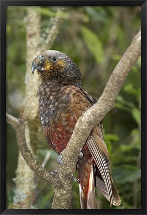 Framed Kaka, Tropical Bird, Pukaha Mount Bruce, New Zealand Print