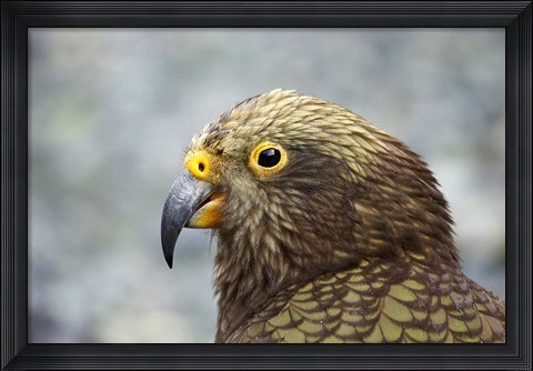 Framed Kea, Alpine Parrot, Tropical Bird, New Zealand Print