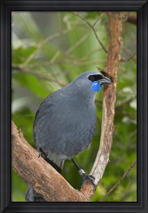 Framed Kokako bird, Wairarapa, North Island, New Zealand Print