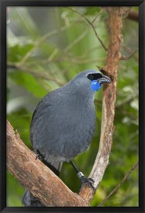 Framed Kokako bird, Wairarapa, North Island, New Zealand Print