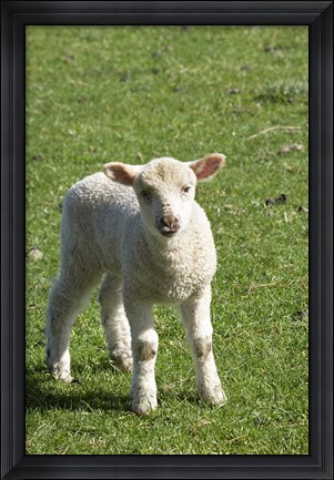 Framed Lamb, Farm animal, Otago, South Island, New Zealand Print