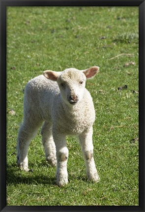Framed Lamb, Farm animal, Otago, South Island, New Zealand Print