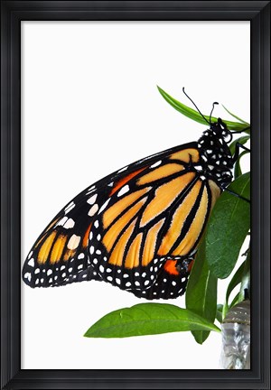 Framed Monarch Butterfly Print