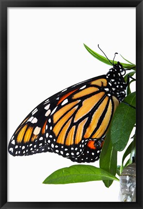 Framed Monarch Butterfly Print