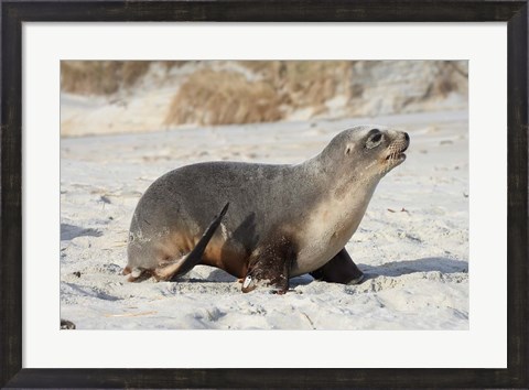 Framed New Zealand Sea Lion Pup, Sandfly Bay, Dunedin Print