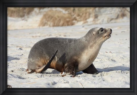 Framed New Zealand Sea Lion Pup, Sandfly Bay, Dunedin Print