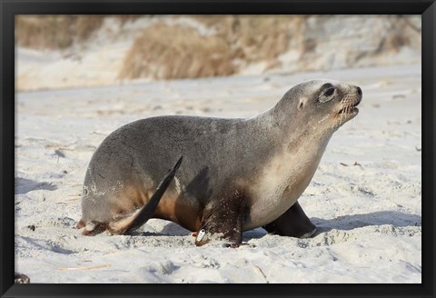 Framed New Zealand Sea Lion Pup, Sandfly Bay, Dunedin Print