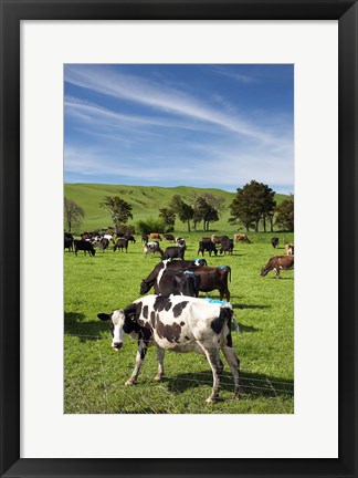 Framed New Zealand, North Island, Dairy Cows, Farm animal Print