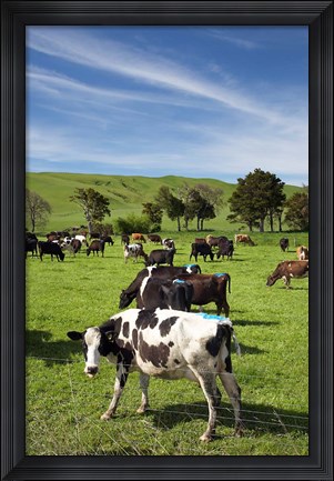 Framed New Zealand, North Island, Dairy Cows, Farm animal Print