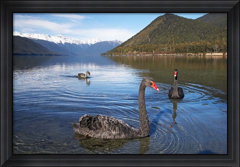 Framed New Zealand, South Island, Nelson Lakes, Black Swan birds Print