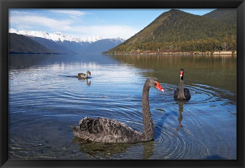 Framed New Zealand, South Island, Nelson Lakes, Black Swan birds Print