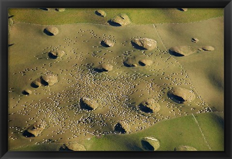 Framed New Zealand, South Island, Sinkholes, Sheep, Agriculture Print