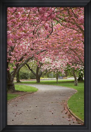 Framed Path in Spring Blossom, Ashburton Domain, New Zealand Print