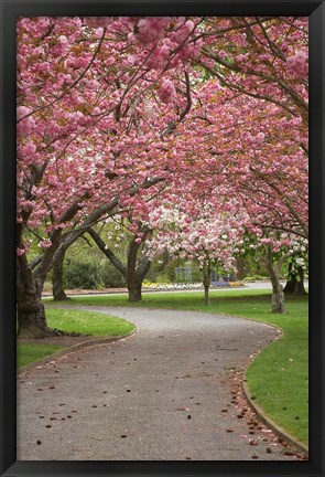 Framed Path in Spring Blossom, Ashburton Domain, New Zealand Print