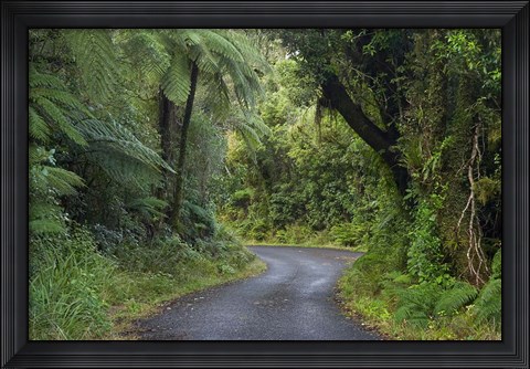 Framed Path to Dawson Falls, Egmont, North Island, New Zealand Print