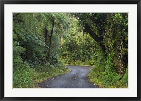 Framed Path to Dawson Falls, Egmont, North Island, New Zealand Print