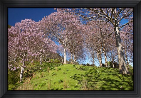 Framed Paulownia Plantation, Spring Season, New Zealand Print
