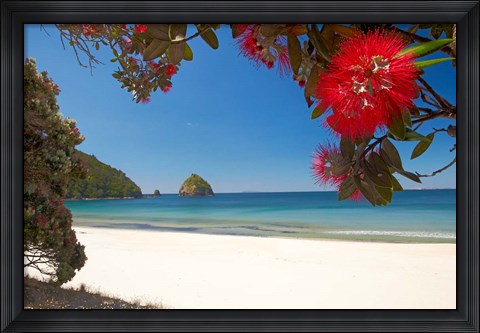 Framed Pohutukawa Tree in Bloom and New Chums Beach, North Island, New Zealand Print