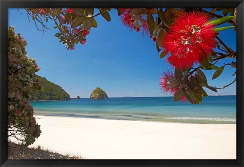 Framed Pohutukawa Tree in Bloom and New Chums Beach, North Island, New Zealand Print