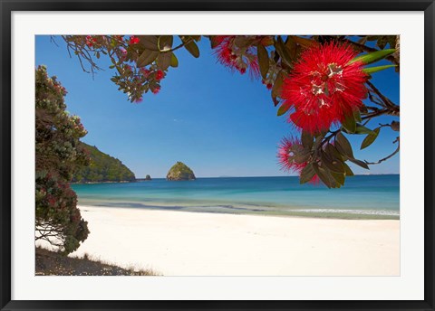 Framed Pohutukawa Tree in Bloom and New Chums Beach, North Island, New Zealand Print
