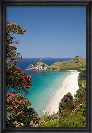 Framed Pohutukawa Tree, Beach, North Island, New Zealand Print