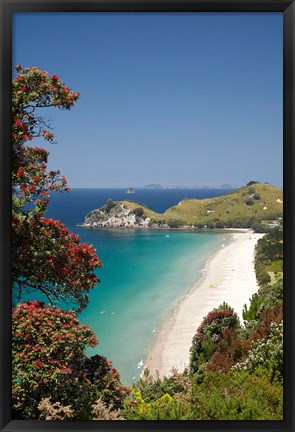 Framed Pohutukawa Tree, Beach, North Island, New Zealand Print