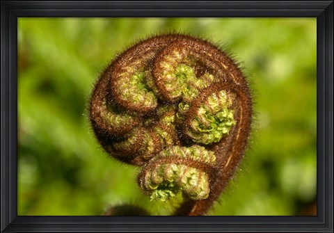 Framed Ponga Tree Fern Frond, South Island, New Zealand Print