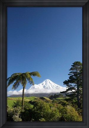 Framed Punga, Taranaki Mountain, North Island, New Zealand Print