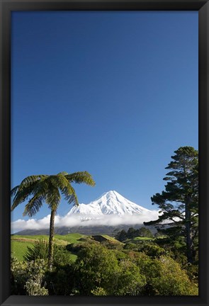 Framed Punga, Taranaki Mountain, North Island, New Zealand Print