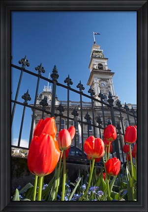 Framed Red Tulips &amp; Municipal Chambers Clock Tower, Octagon, South Island, New Zealand Print