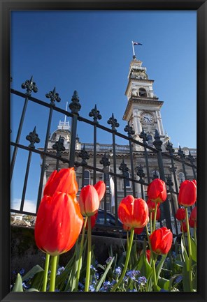 Framed Red Tulips &amp; Municipal Chambers Clock Tower, Octagon, South Island, New Zealand Print