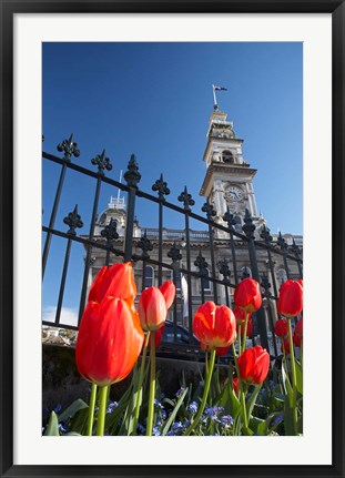Framed Red Tulips &amp; Municipal Chambers Clock Tower, Octagon, South Island, New Zealand Print