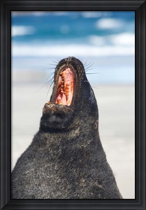 Framed Sea Lion, Sandfly Bay, Otago, South Island, New Zealand Print