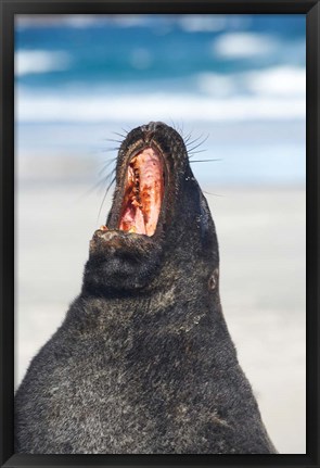 Framed Sea Lion, Sandfly Bay, Otago, South Island, New Zealand Print