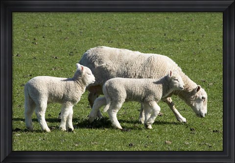 Framed Sheep and Lambs, near Dunedin, Otago, South Island, New Zealand Print